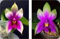 Phal. bellina Fire Shape x sib